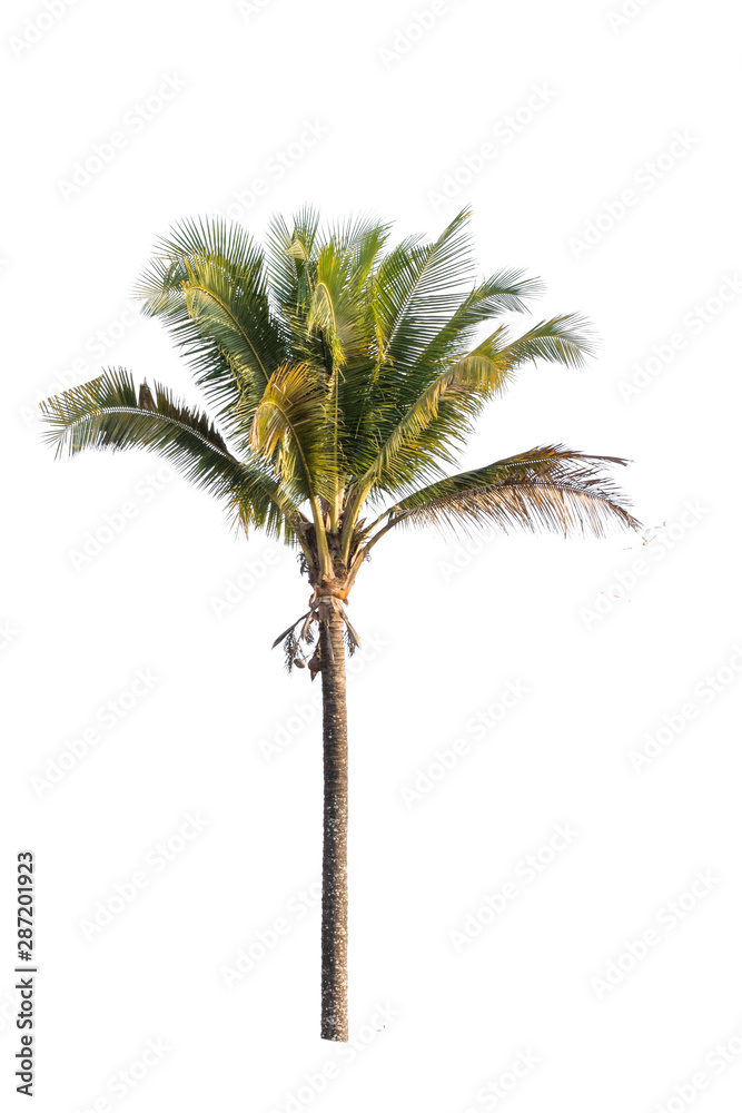 Coconut palm tree isolated on white background Coconut palm tree isolated on white background
