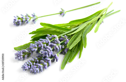 Lavender flowers closeup on a white