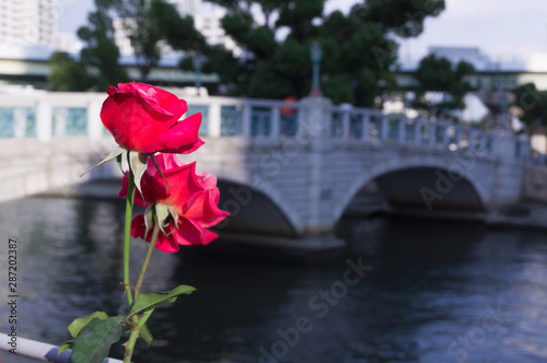 Yodoyabashi and Rose Garden, Kita-ku, Osaka. photo