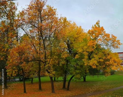 Soft focus of beautiful park with tree and colorful leaves on green grass in autumn. Nature background concept. 