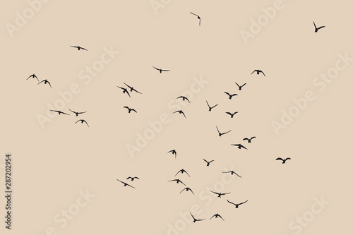 silhouette of a flock of flying birds