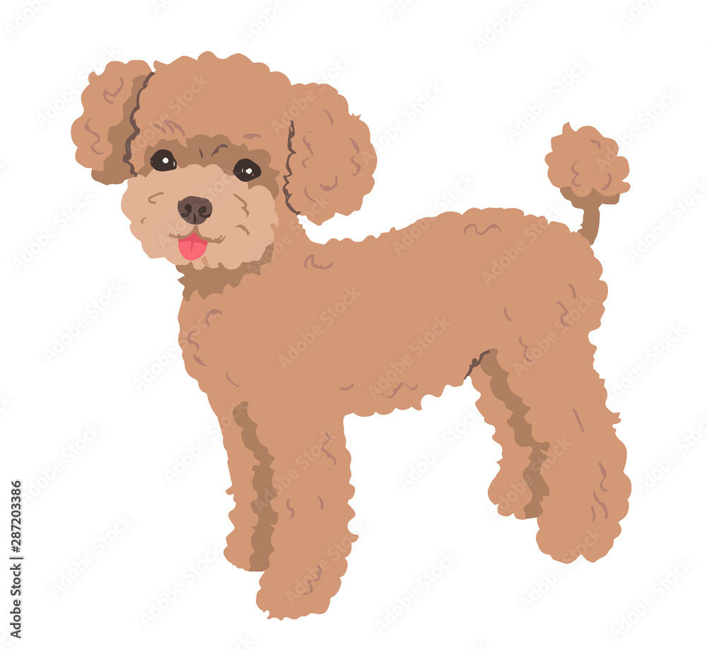 プードル　アプリコット