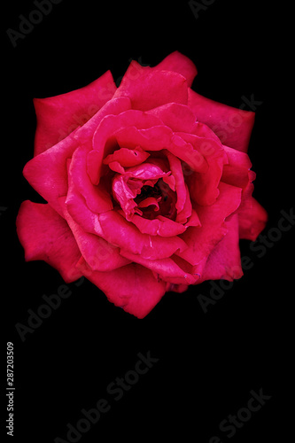 red rose on black background