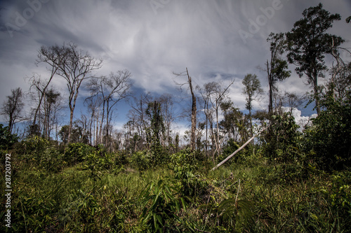 The Amazon rainforest is being deforestated for pasture, livestock and agriculture.