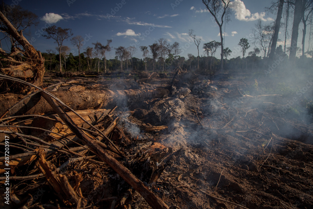 The Amazon rainforest is being deforestated for pasture, livestock and agriculture.
