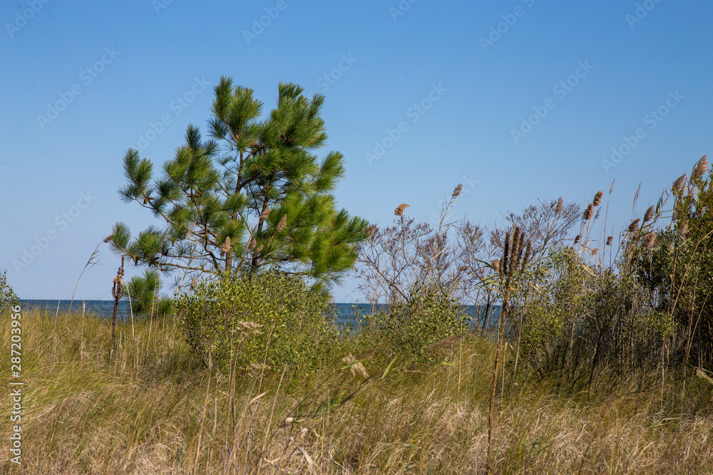 Obraz premium coastal plants along the shoreline of the chesapeake bay in calvert county southern maryland usa