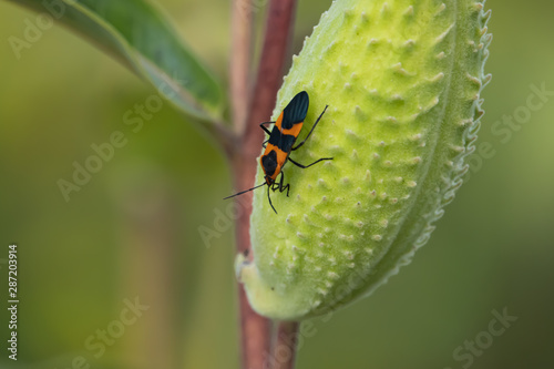 Large Milkweed Bug on Milkweed Pod in Summer photo