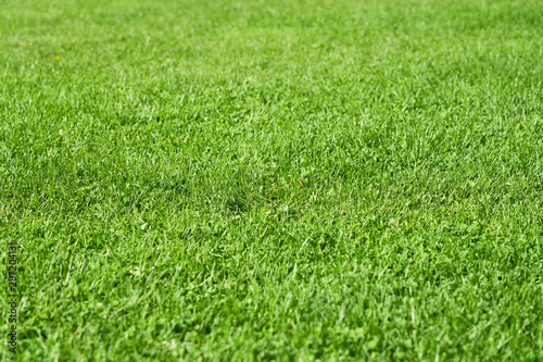  Green grass as a natural background.