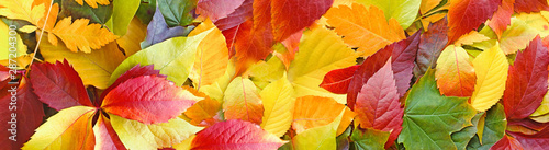Beautiful colorful autumn leaves on ground, falling autumn leaves in forest