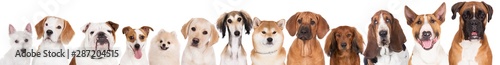 фотографія red and white dogs portraits lined up on white background