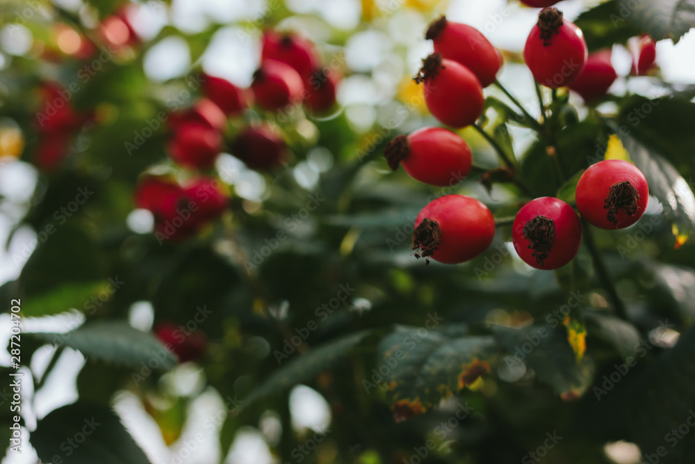 Dog-rose fruit. Sun backlight in background. Soft focus in strong autumn Dog-rose fruit. Sun backlight in background. Soft focus in strong autumn