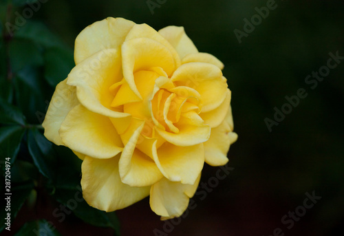 Soft Focus on an Yellow Rose in the garden. Floral background.
