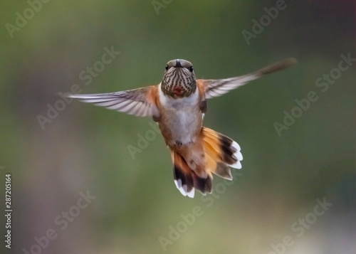 Broad-Tailed Hummingbird (Selasphorus platycercus) Head-On in Flight