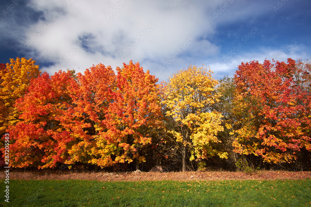 Naklejka premium Red and yellow autumn trees against the blue sky. Nature in autumn. Landscape.