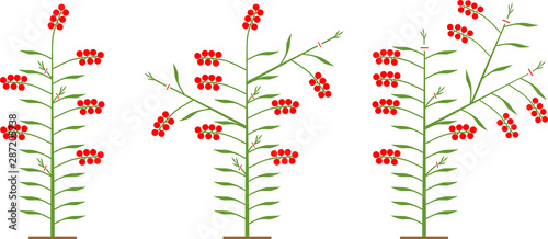 Scheme of formation determinate tomato varieties