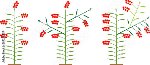 Scheme of formation determinate tomato varieties