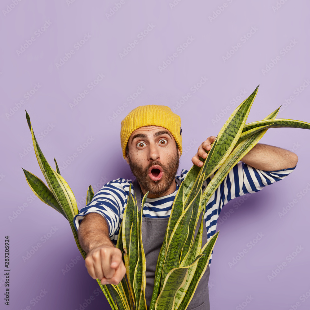 Photo of horrified surprised man florist indicates with index finger at camera, looks through domestic snake plant, wears yellow hat, apron and striped casual jumper, isolated on purple background. - obrazy, fototapety, plakaty 