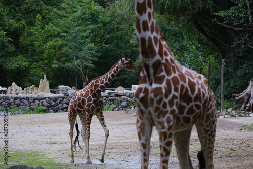 Photography giraffe