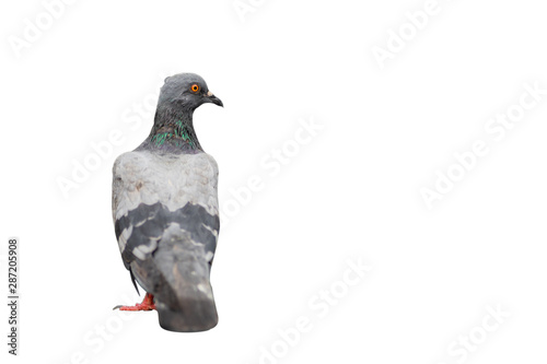 Full length of Feral Pigeon bird isolated on white background with Clipping path inside.