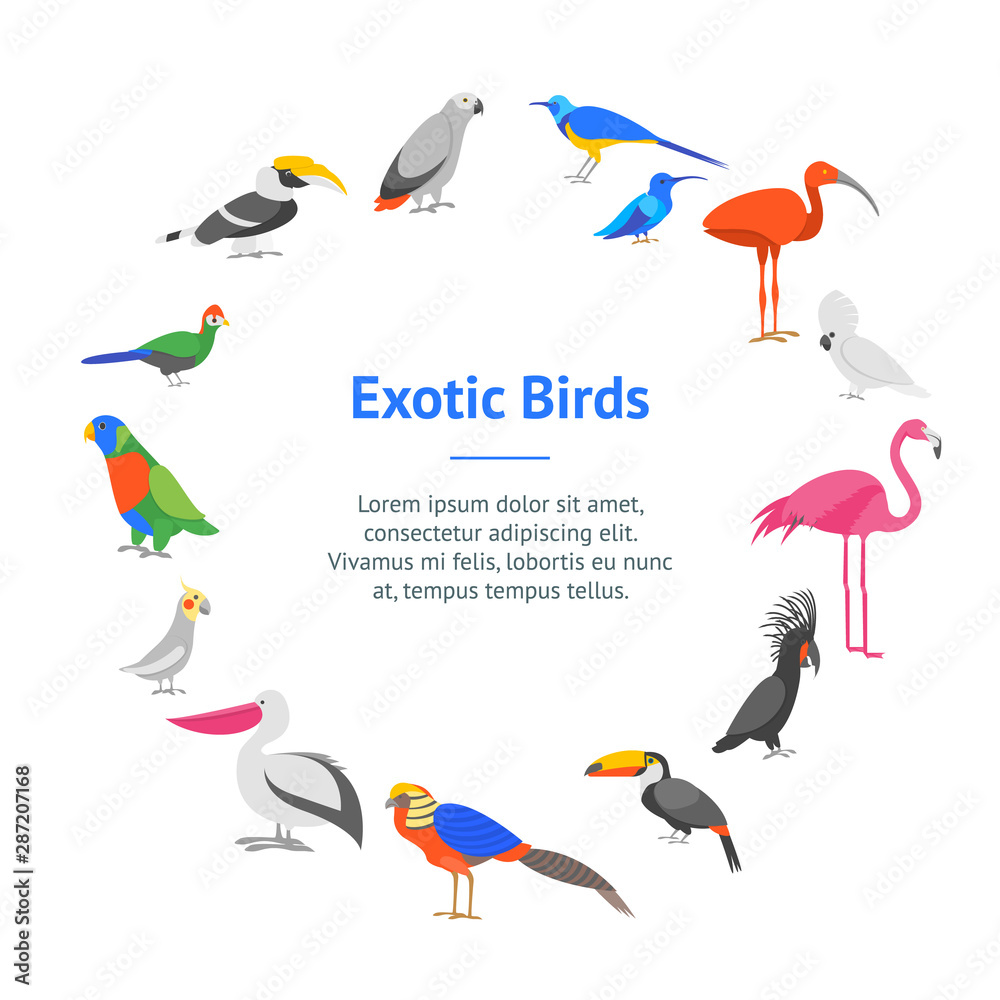 Fototapeta premium Cartoon Color Exotic Bird Banner Card Circle . Vector
