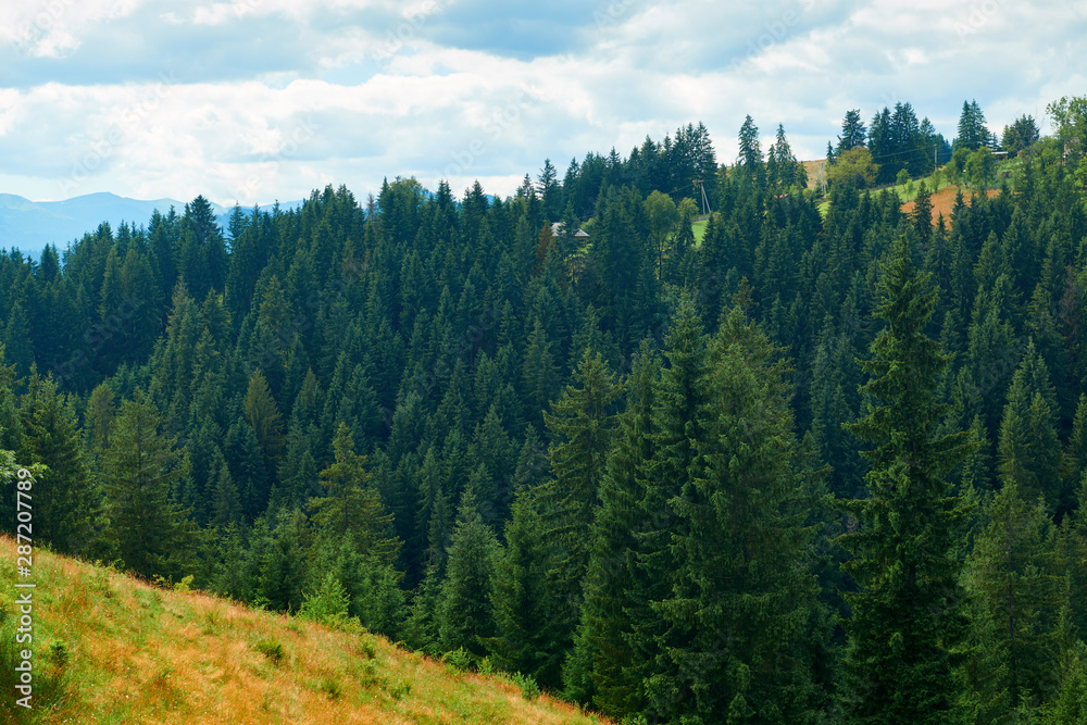 Spruces on hills - beautiful summer landscape, cloudy sky at bright sunny day. Carpathian mountains. Ukraine. Europe. Travel background.