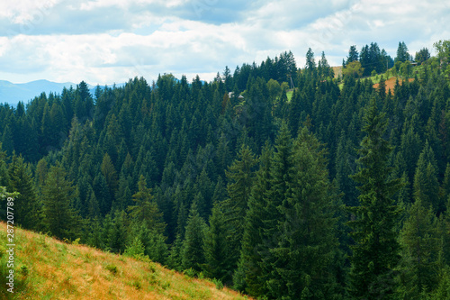 Spruces on hills - beautiful summer landscape, cloudy sky at bright sunny day. Carpathian mountains. Ukraine. Europe. Travel background.