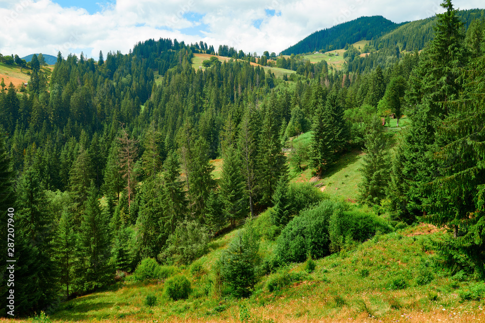 Obraz premium Spruces on hills - beautiful summer landscape, cloudy sky at bright sunny day. Carpathian mountains. Ukraine. Europe. Travel background.