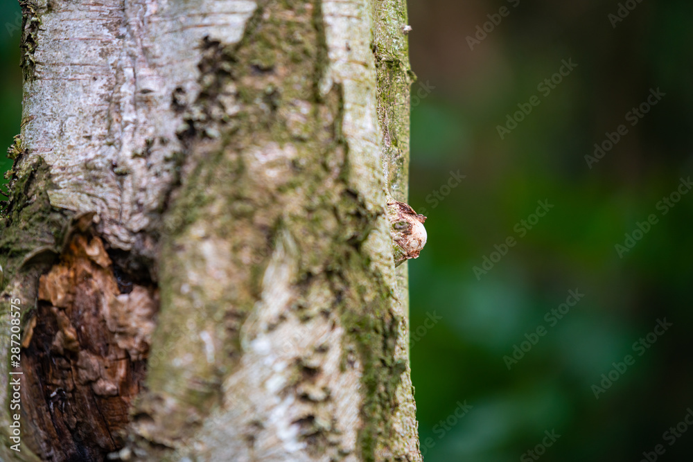 Mushrooms grow on the tree at an old birch Mushrooms grow on the tree at an old birch