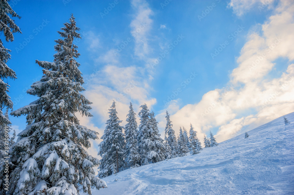 winter landscape. pine trees covered with snow