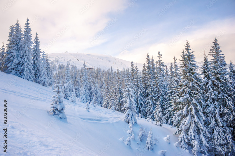 Fototapeta premium winter landscape. pine trees covered with snow