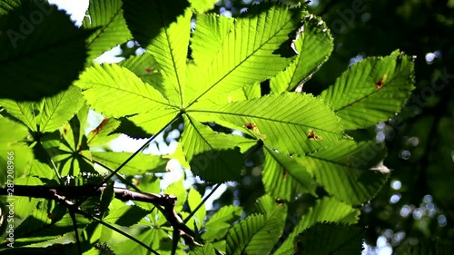Chestnut Leaves Illuminated by Sun. Chestnut leaves Shine in the sun and stir in the wind