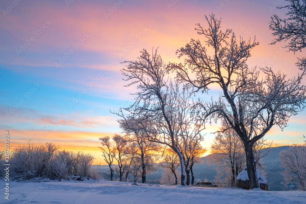 winter landscape. pine trees covered with snow winter landscape. pine trees covered with snow