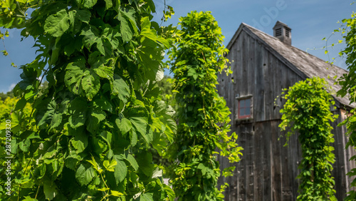 Hop plants curl on wooden racks, in the background an old barn. Brewing tradition