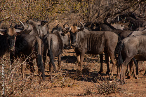 Herd of blue wildebeest standing together