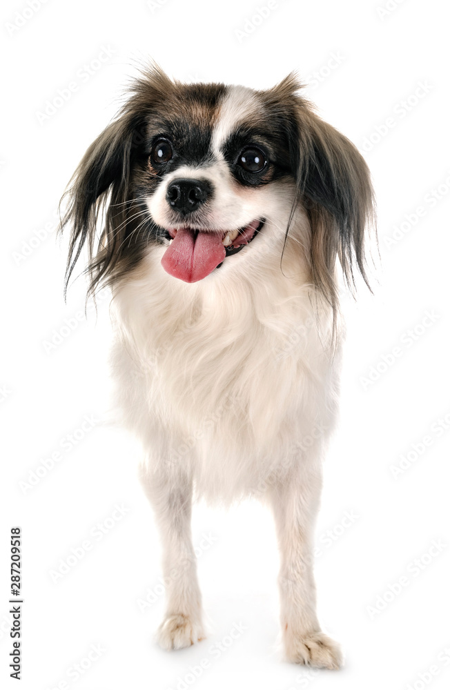 phalene papillon dog phalene papillon dog