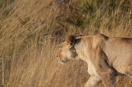 A gorgeous lioness
