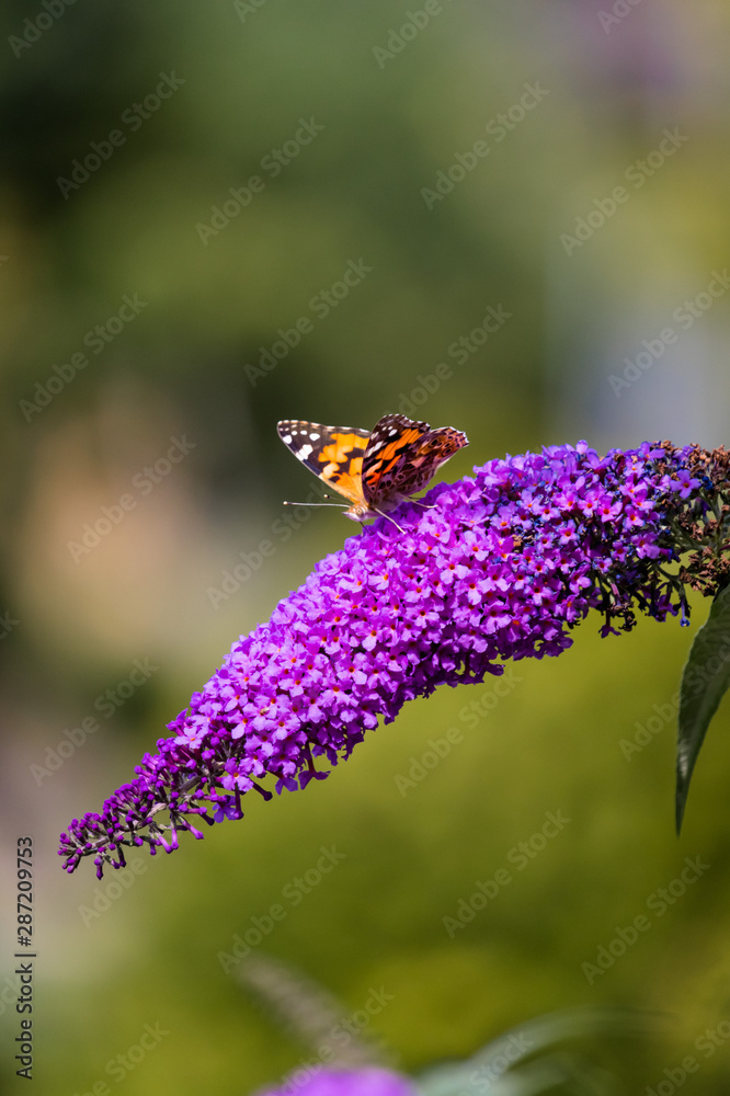 Obraz premium Distelfalter Schmetterling