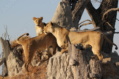 A lioness family