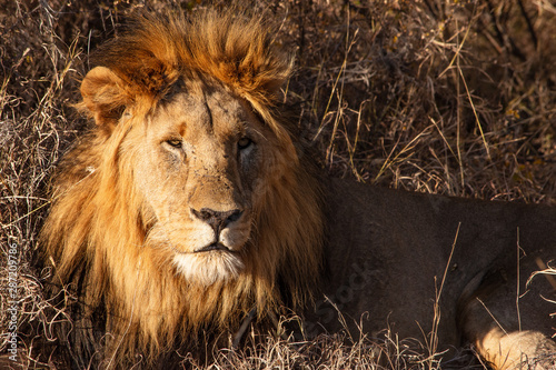 Male lion lying down in brown grass and looking at viewer