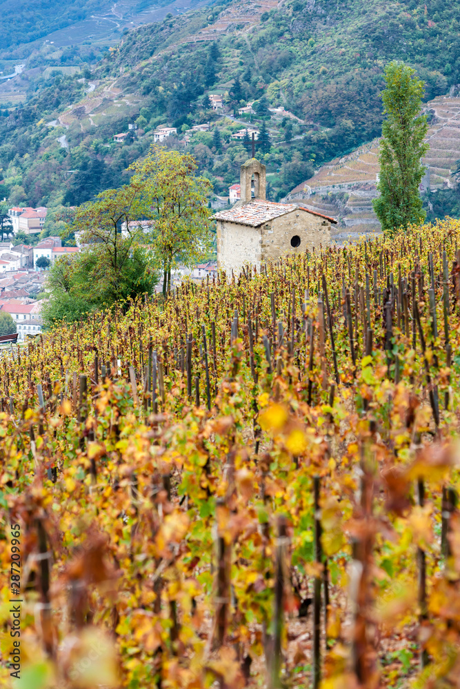 autumn vineyards in Hermitage, France