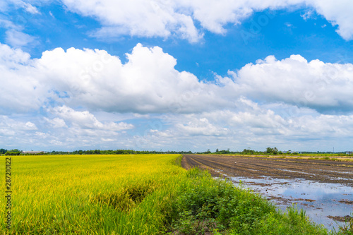 Rice field green grass with blue cloudy sky in Thailand.