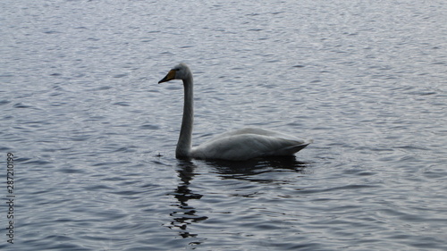 finland mid summer swan