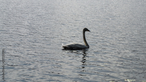 finland mid summer swan