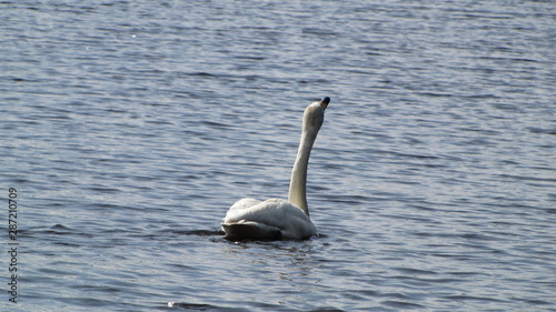 finland mid summer swan