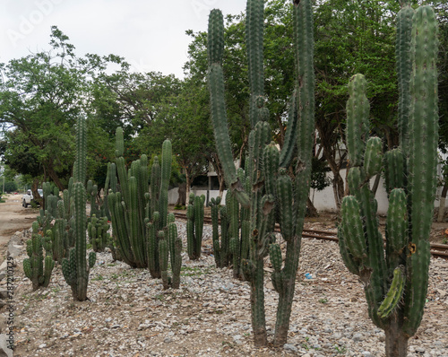 Cactus en el jardin