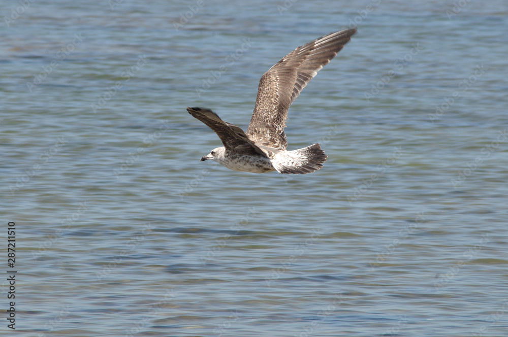 Gaviotas en los corrales de pesca de Chipiona, Cádiz Gaviotas en los corrales de pesca de Chipiona, Cádiz