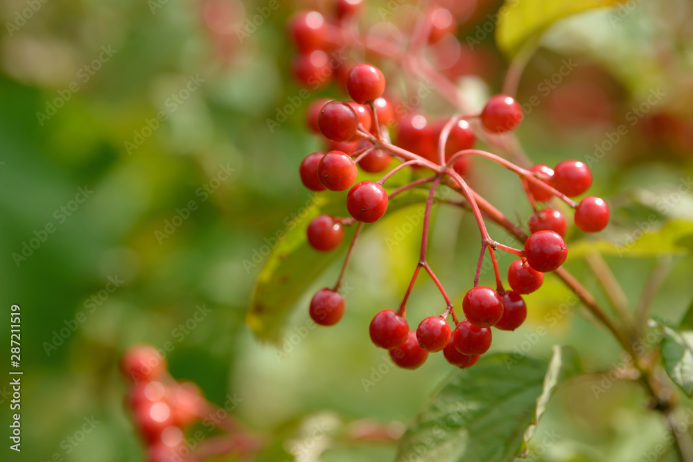 Red ripe berries of viburnum. A branch of red viburnum in the garden or in the forest. Autumn berry, colorful natural background. Wallpaper or image for design with viburnum. Guelder rose. Red ripe berries of viburnum. A branch of red viburnum in the garden or in the forest. Autumn berry, colorful natural background. Wallpaper or image for design with viburnum. Guelder rose.