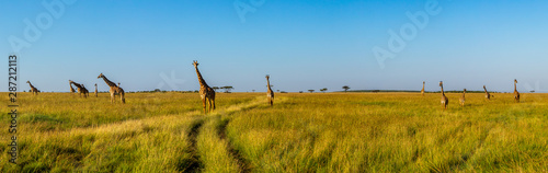 A panoramic view on a big group of giraffes in the Masai Mara