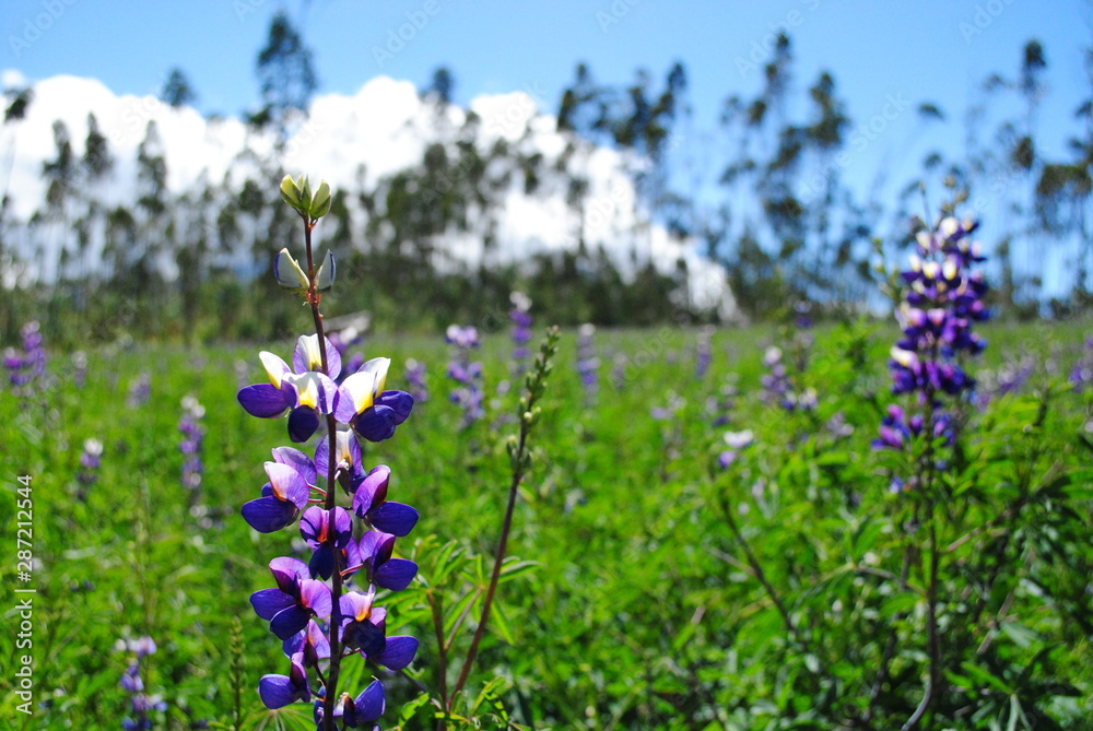 field of purple flowers