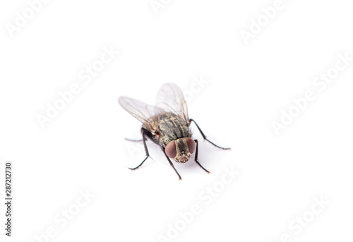 fly isolated on a white